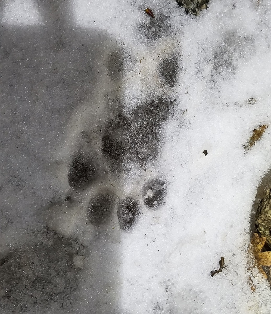 Mountain Lion Track by Andrew Fernlund paw print of a mountain lion
