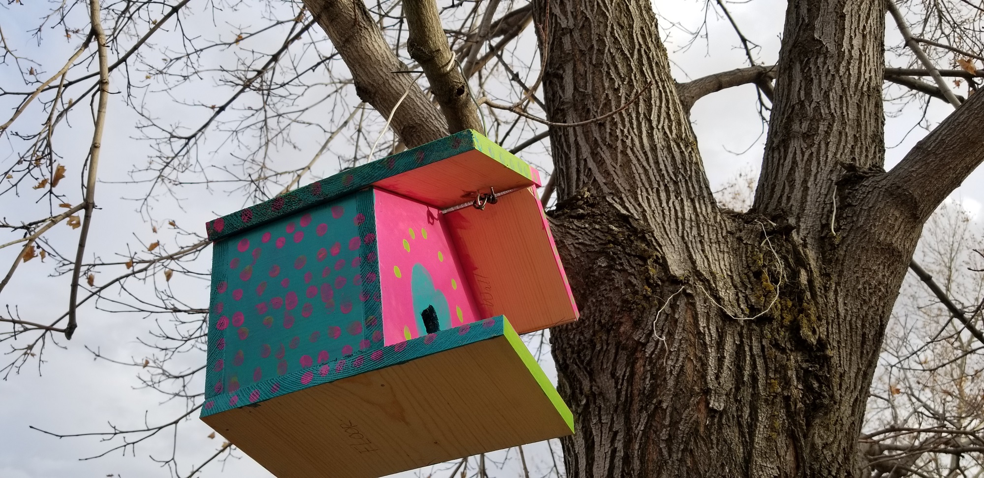 pentagon birdhouse build built birds