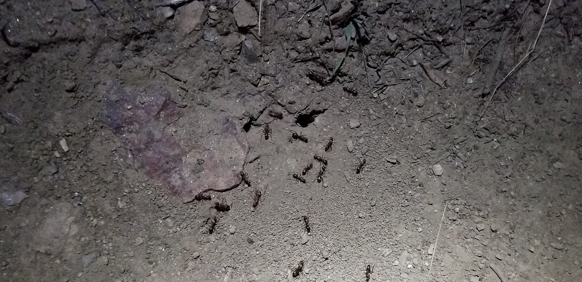 Ant Party Ant Party