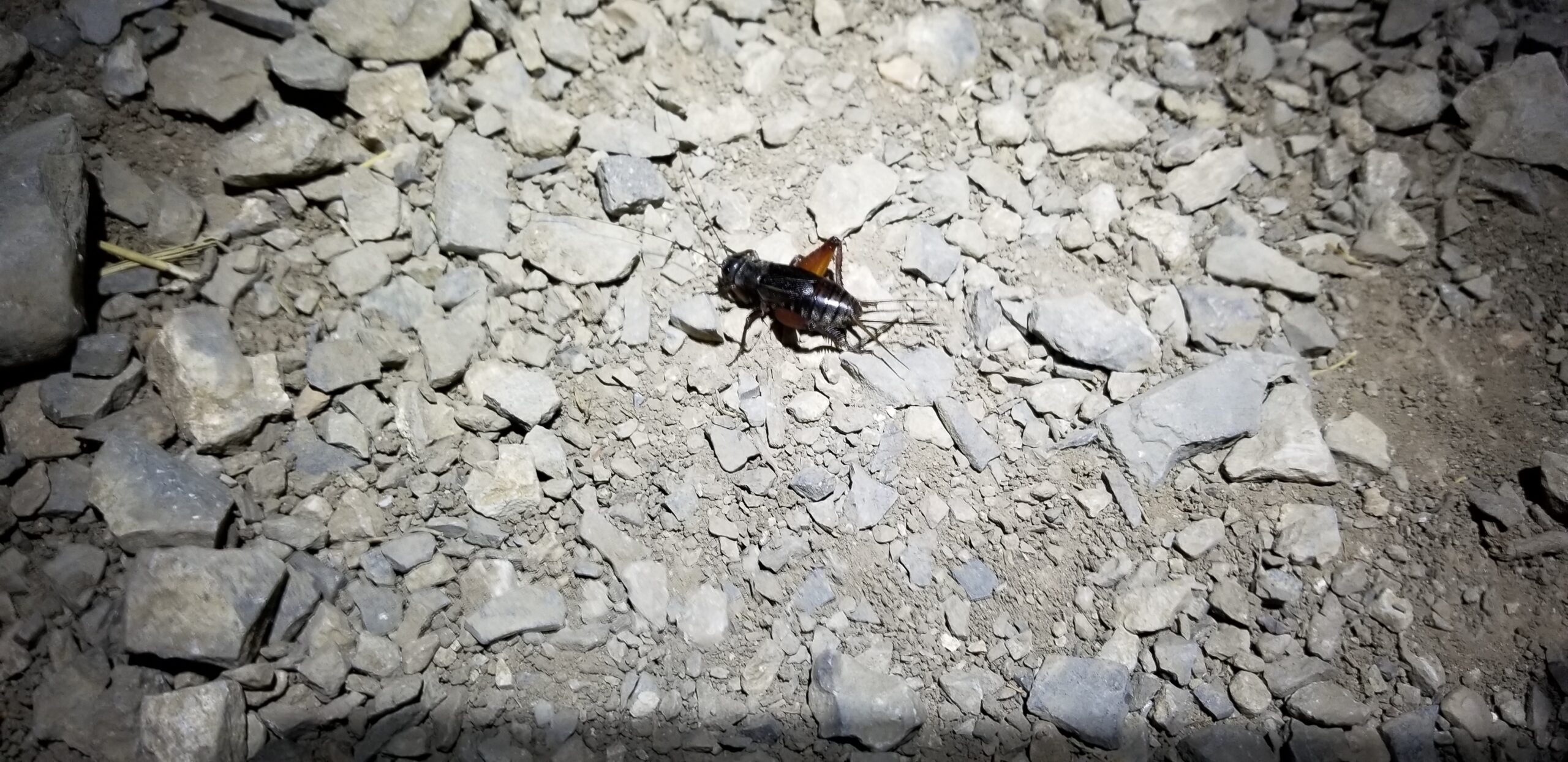 Cricket Cricket