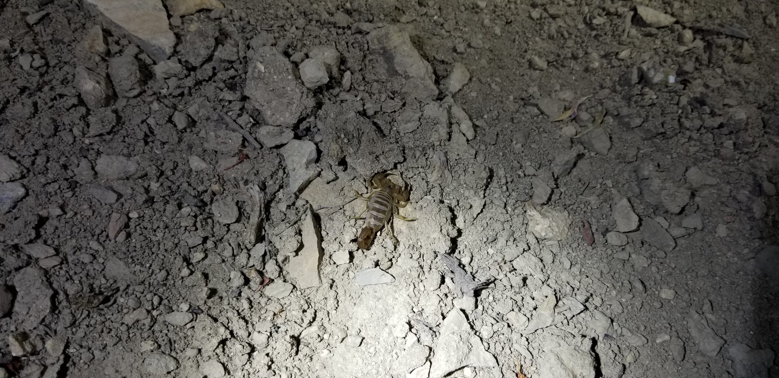 Scorpion Scorpion