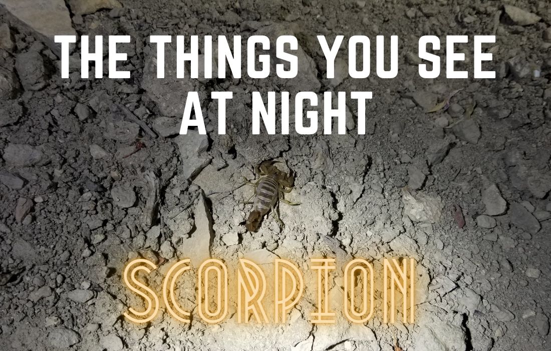 The things you see at night